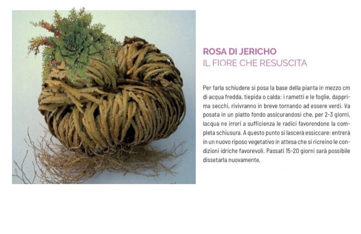 ROSA DI JERICHO